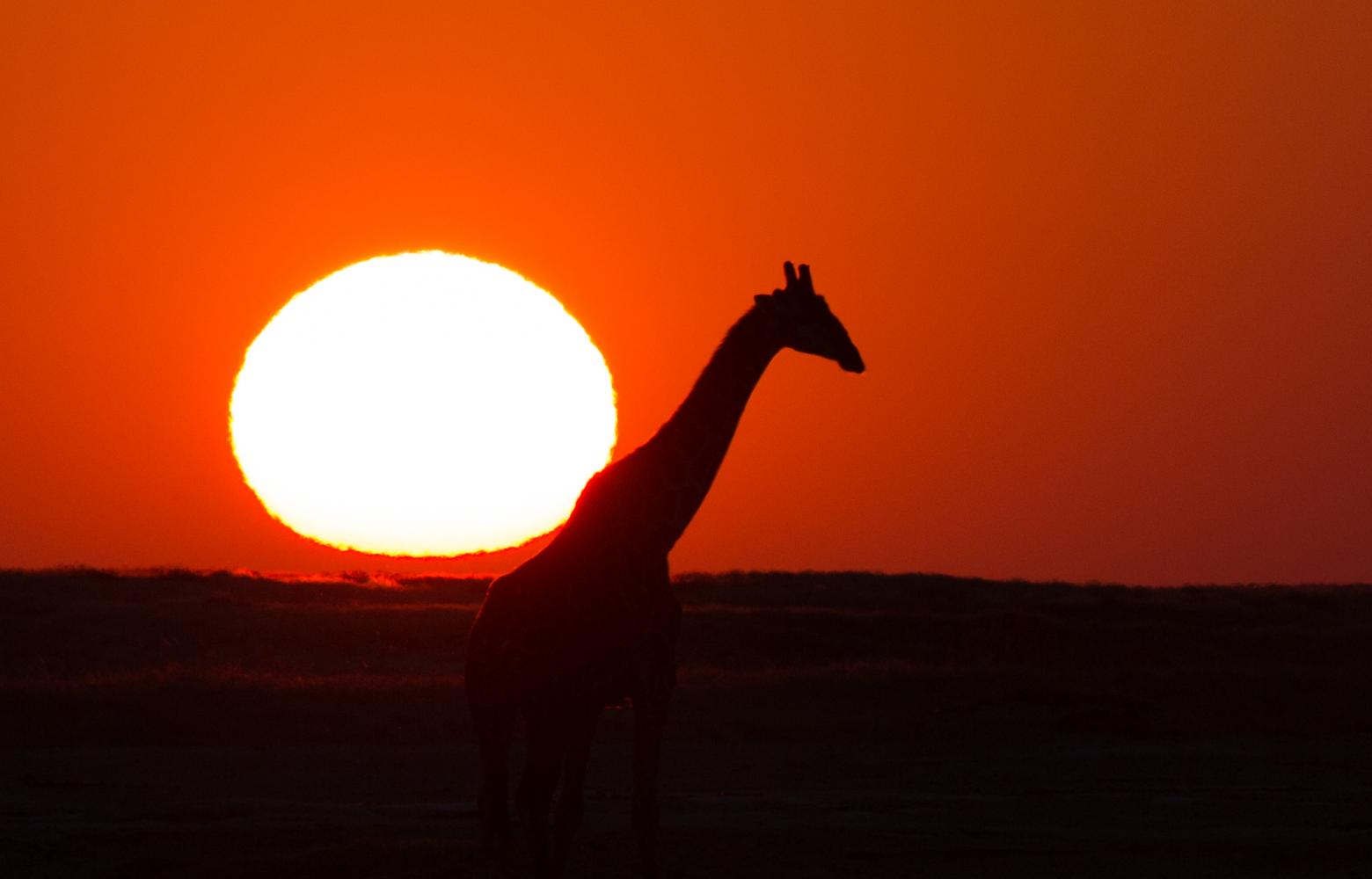 Giraffe at the sunset