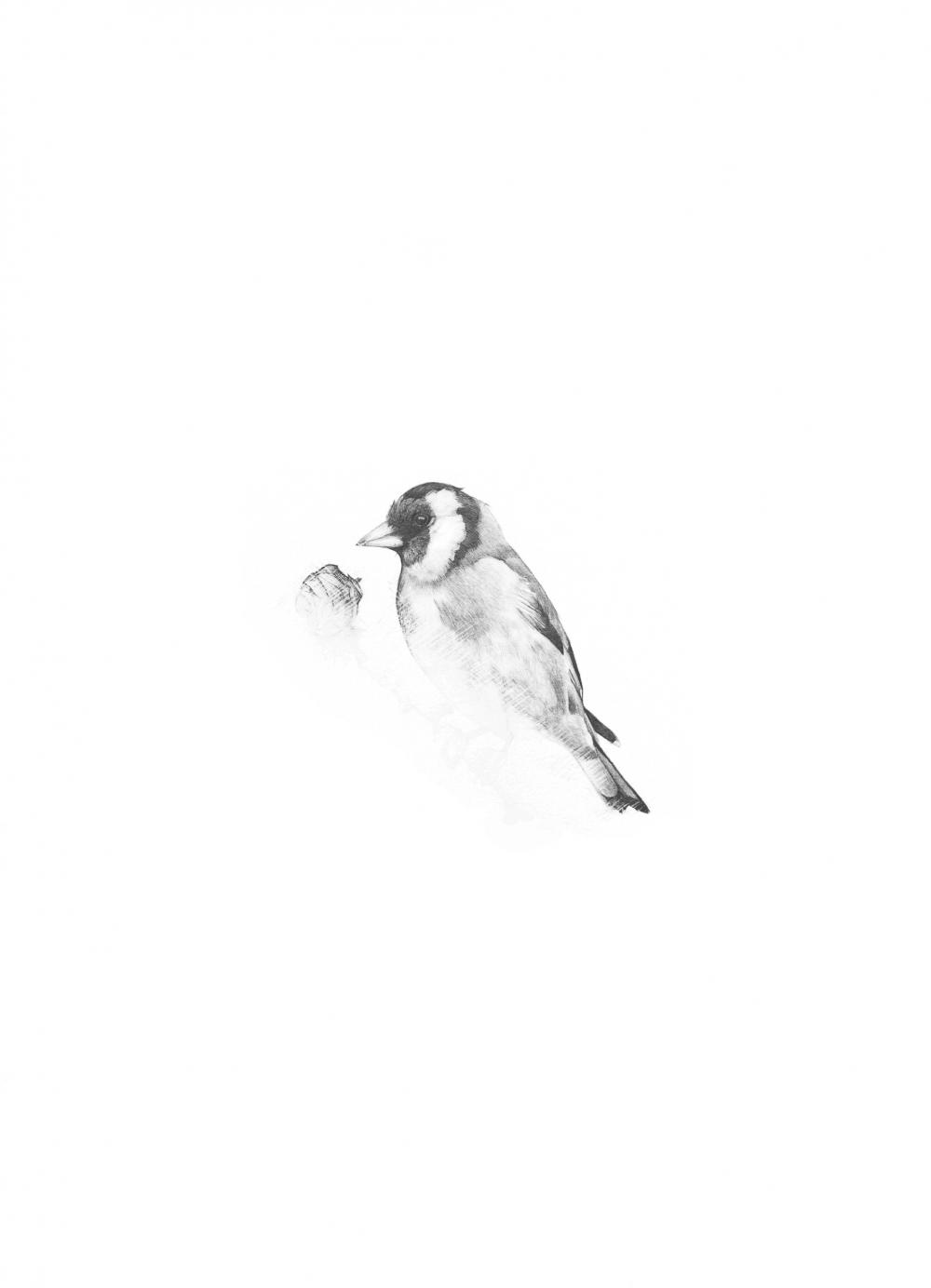 A goldfinch drawn in pencil with the lower part of the drawing erased representing the artists vision